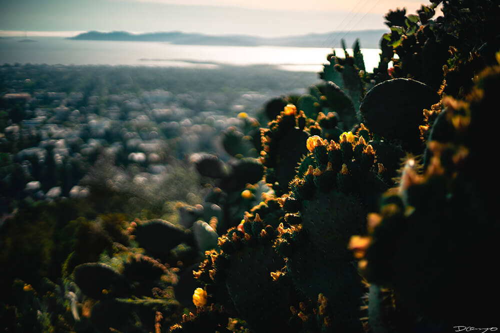 Floral, natural, and textural photos from my travels in the Bay Area in California, and more.